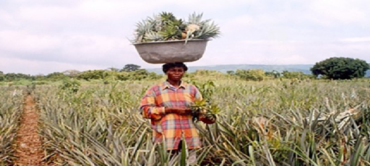 pineapple-farmer