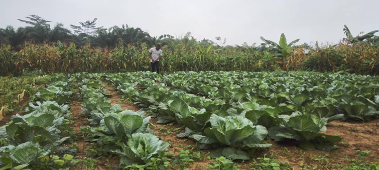 vegetable-farmer